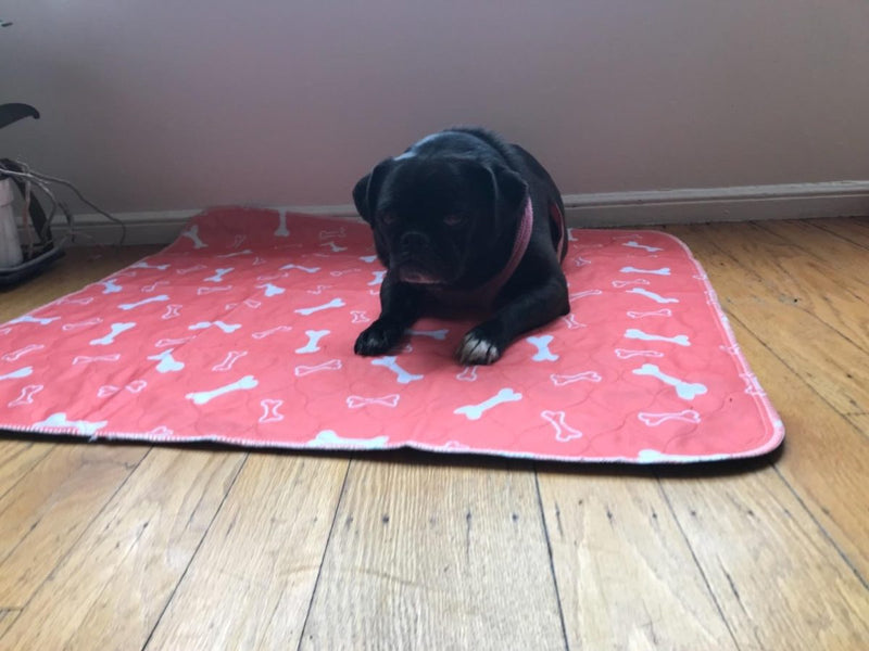 A black pug sitting on The Proper Pet's orange bones-print washable pad on a wooden hallway floor