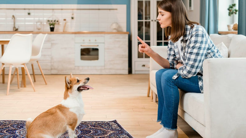 A real customer photo: a corgi on the pad on a kitchen floor, its owner on the sofa
