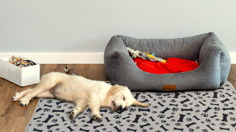 A real customer photo: a golden retriever asleep on the pad beside its own bed