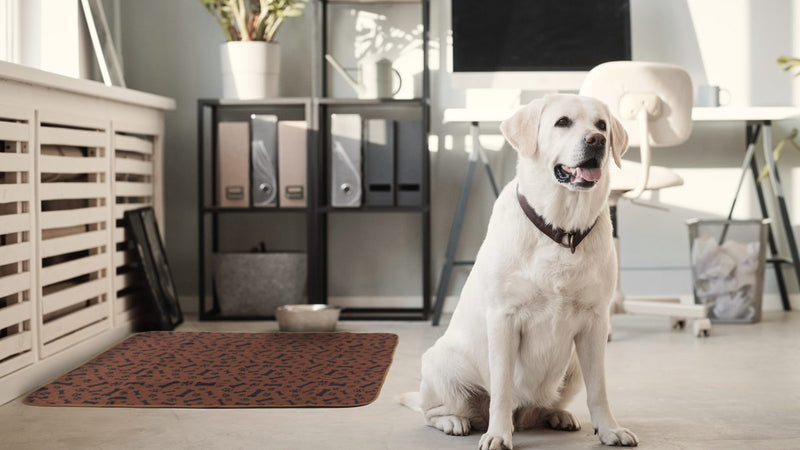 A real customer photo: a Labrador sitting in a home office with the pad on the floor beside its crate