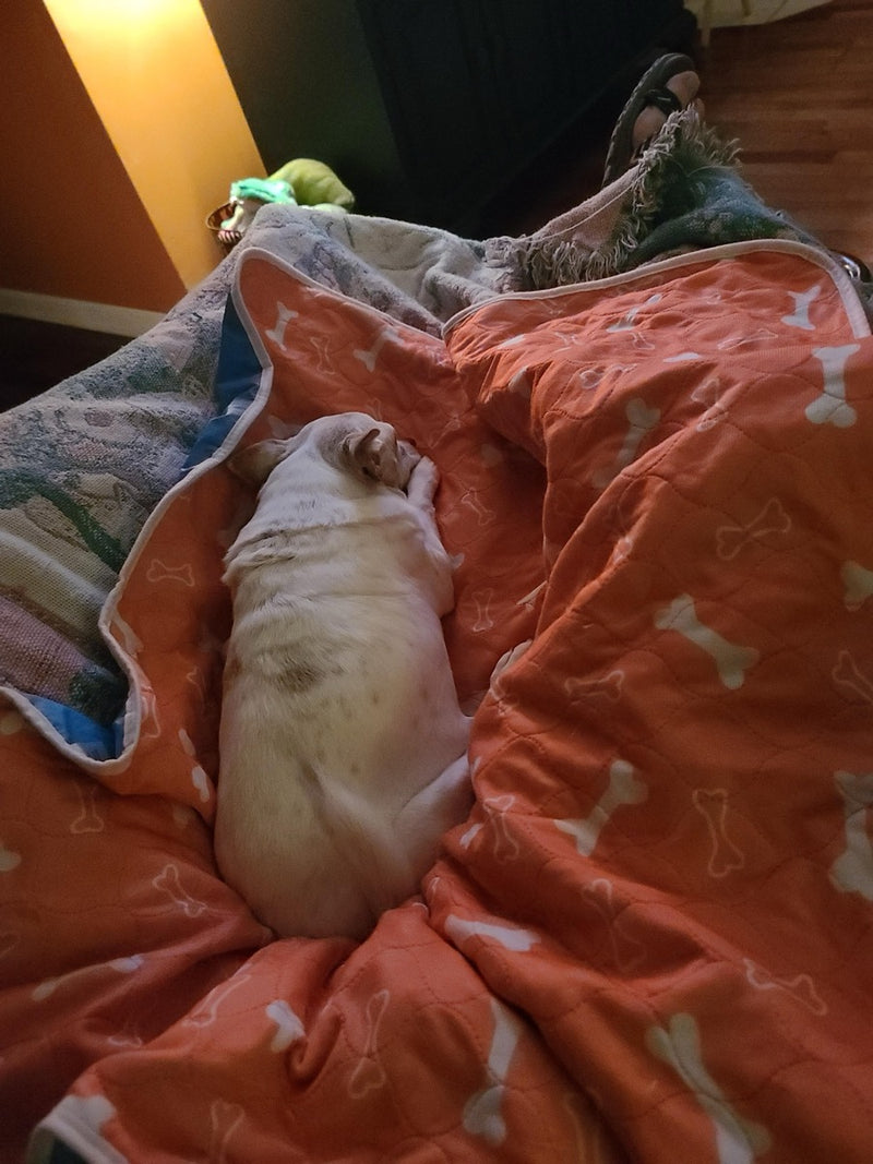 A puppy resting on The Proper Pet's orange bones-print washable pad on a couch