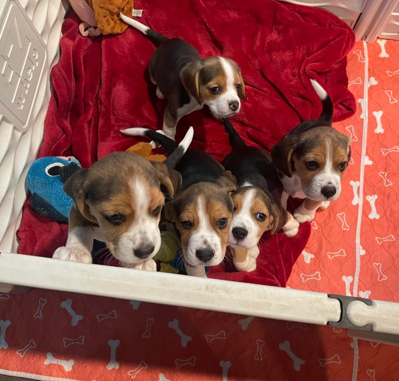 A litter of beagle puppies in a whelping pen lined with The Proper Pet's orange bones-print washable pad