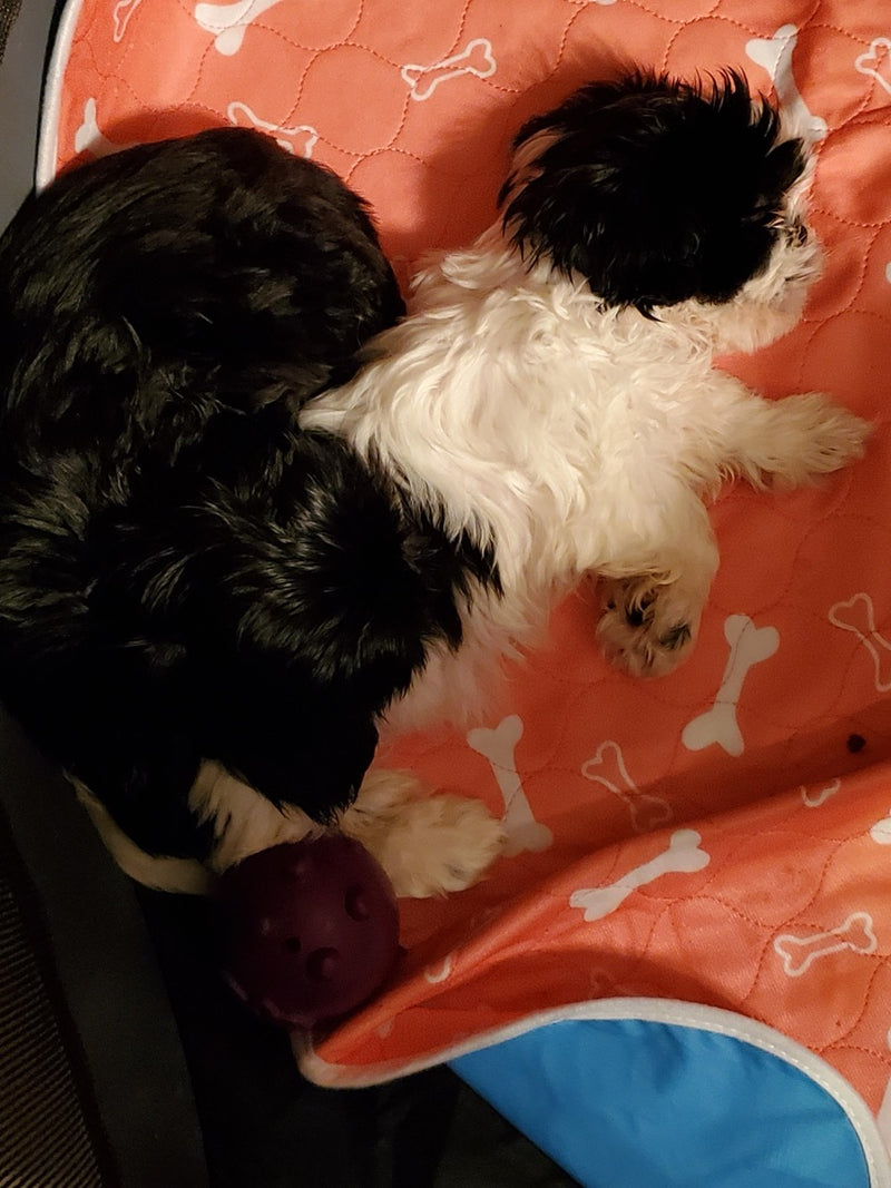 A puppy sleeping on The Proper Pet's orange bones-print washable pad